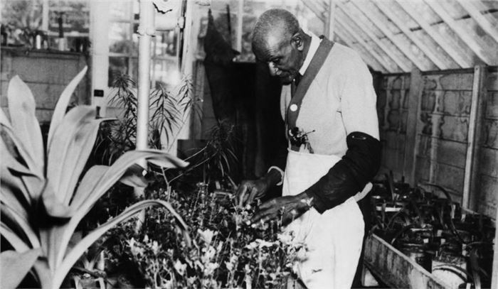 George Washington Carver with plants. Courtesy of Tuskegee University and the California African American Museum.
